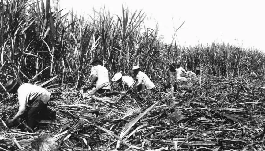pidgin origins, plantation life Hawaii