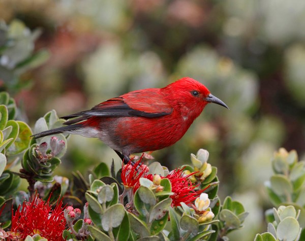 birds in hawaii