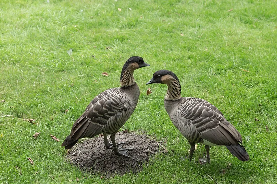Nēnē (Hawaiian Goose) – Photo by William Crochot via Wikimedia Commons. Licensed under Creative Commons Attribution-ShareAlike 4.0 (CC BY-SA 4.0).