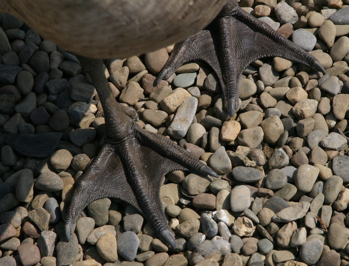 nene goose feet