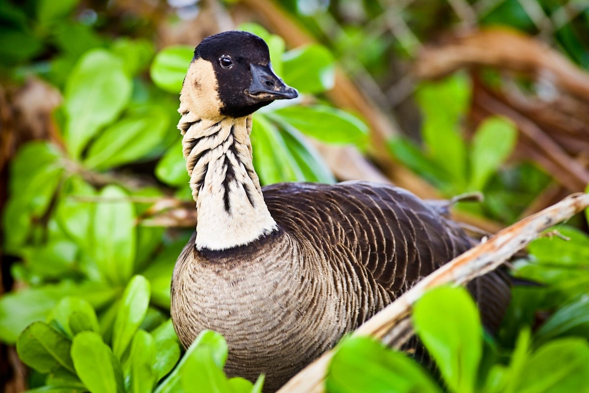 nene goose