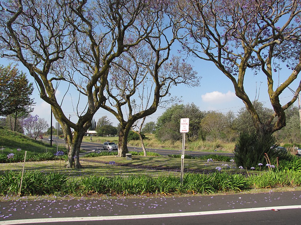jacaranda tree maui