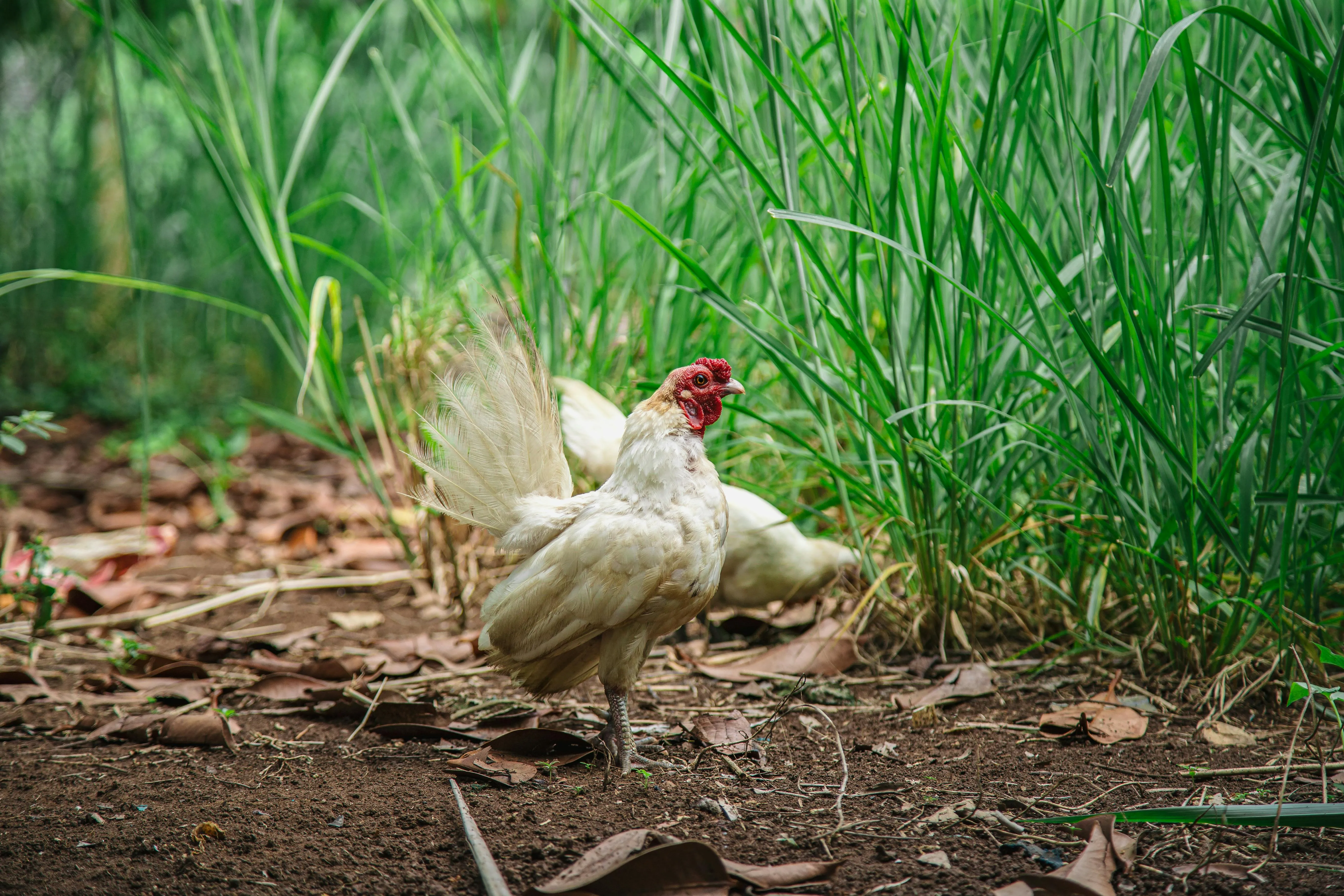 chickens in hawaii