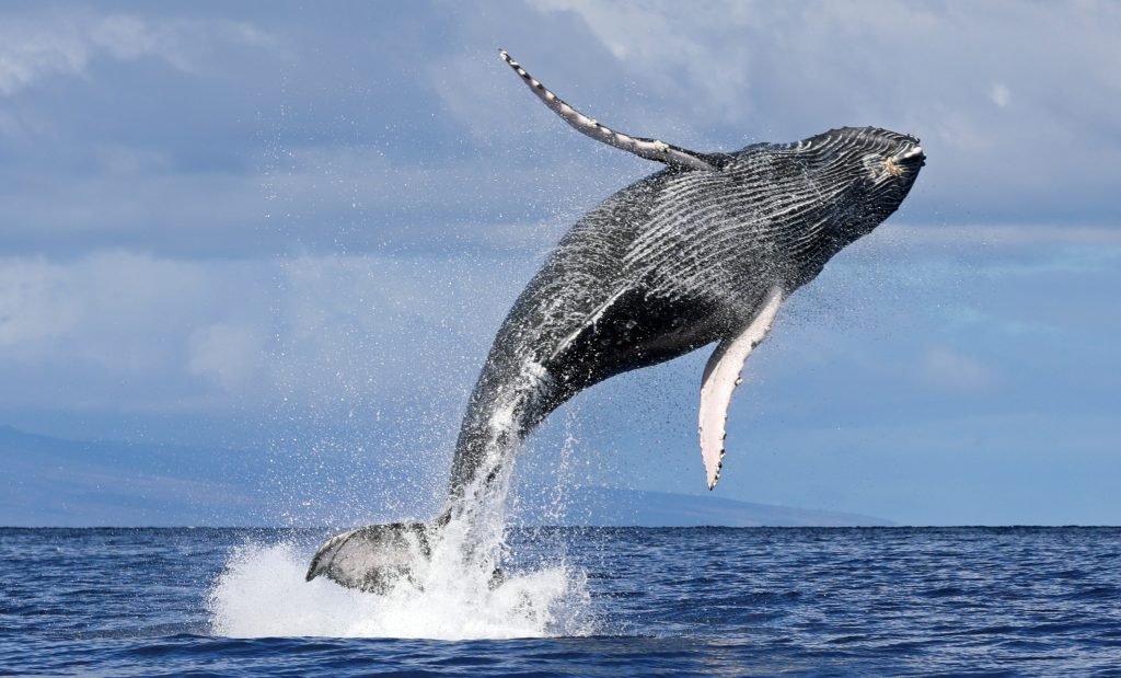 maui - humpback whale