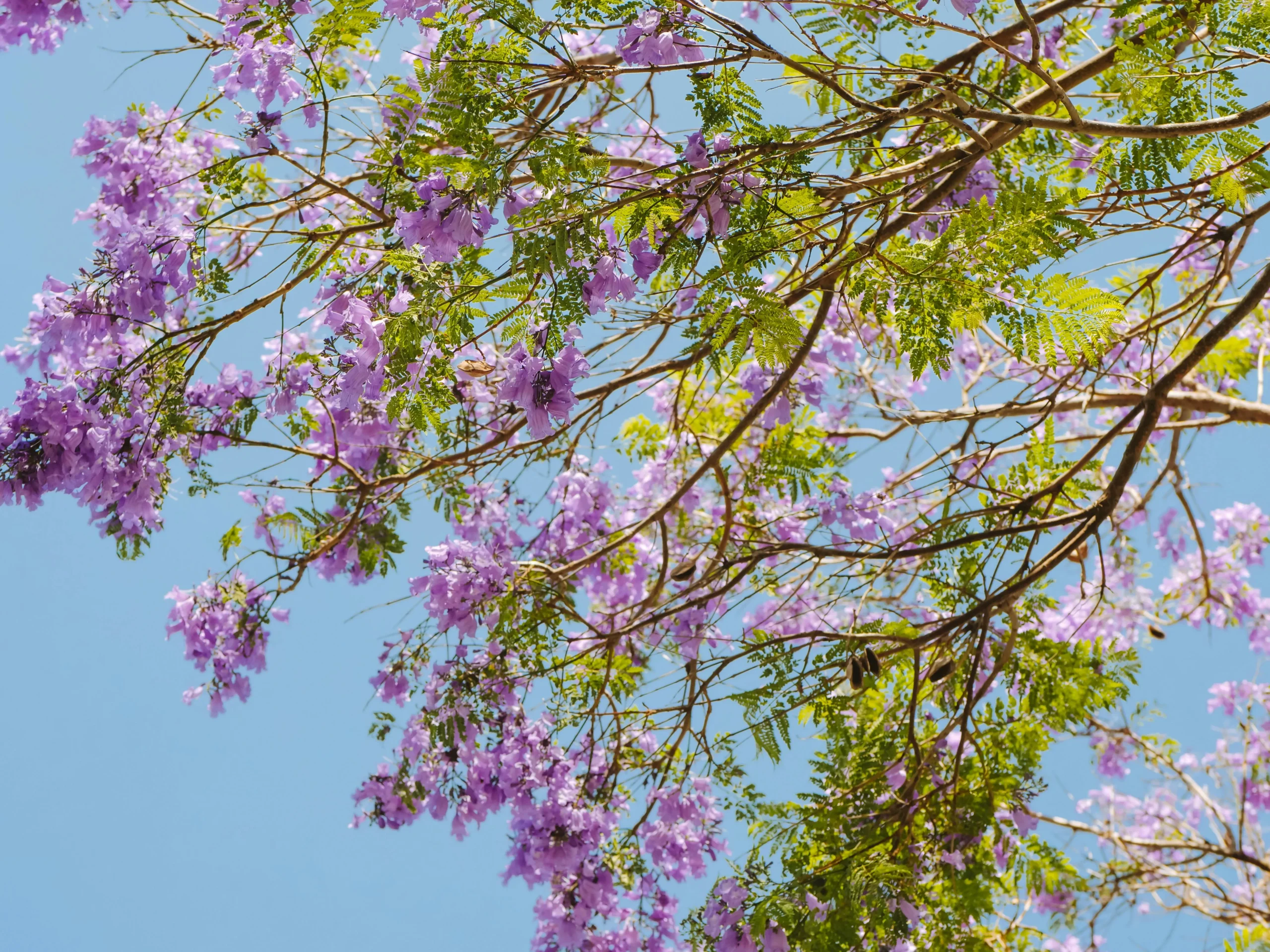 purple flower tree