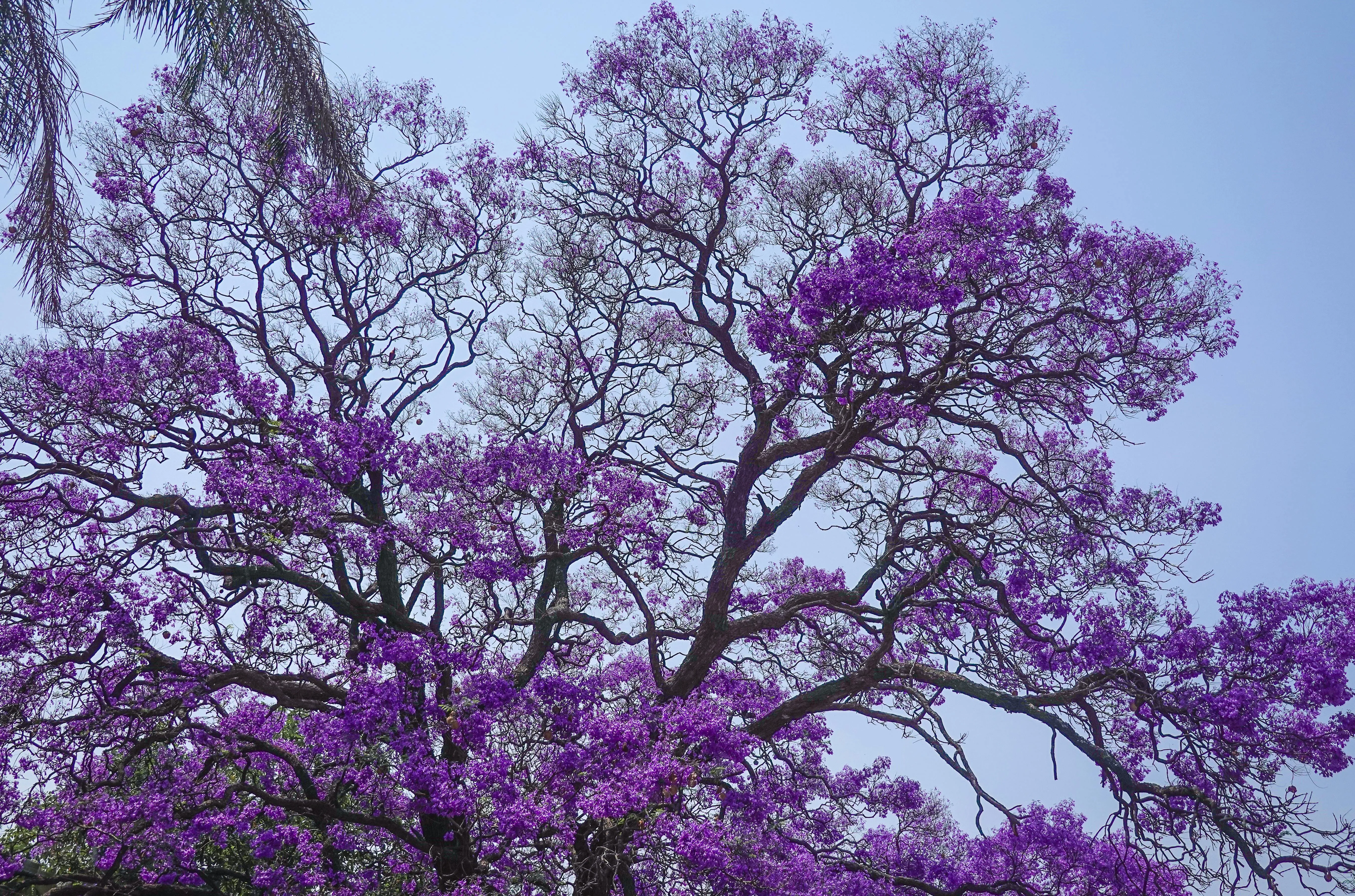 purple flower tree