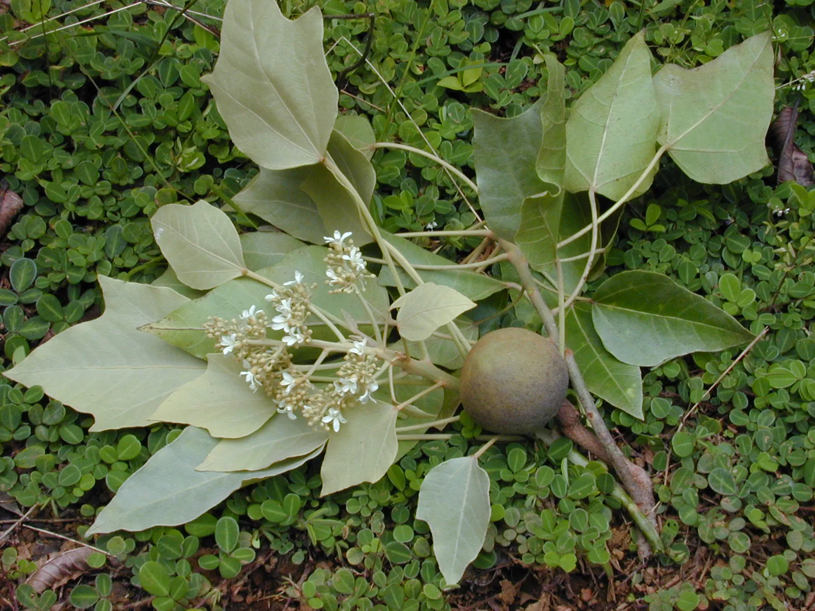 kukui nut tree