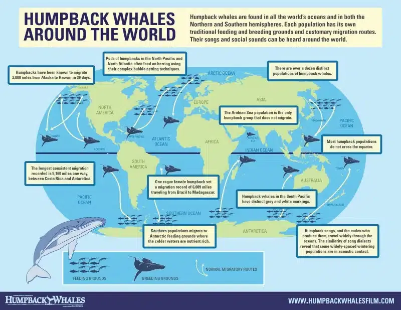 whale watching - humpback whales migration