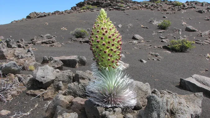 haleakala silversword