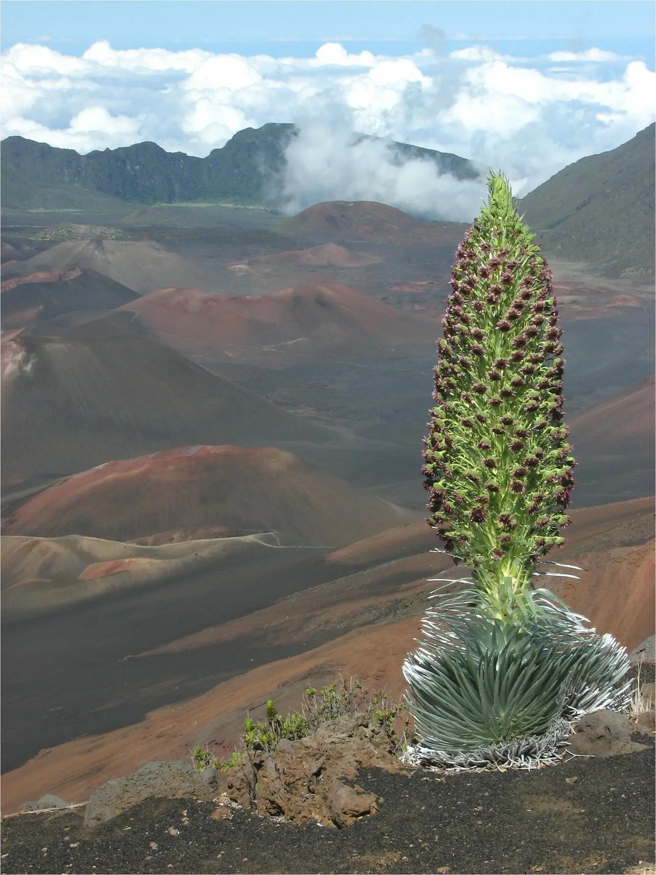 haleakala silversword