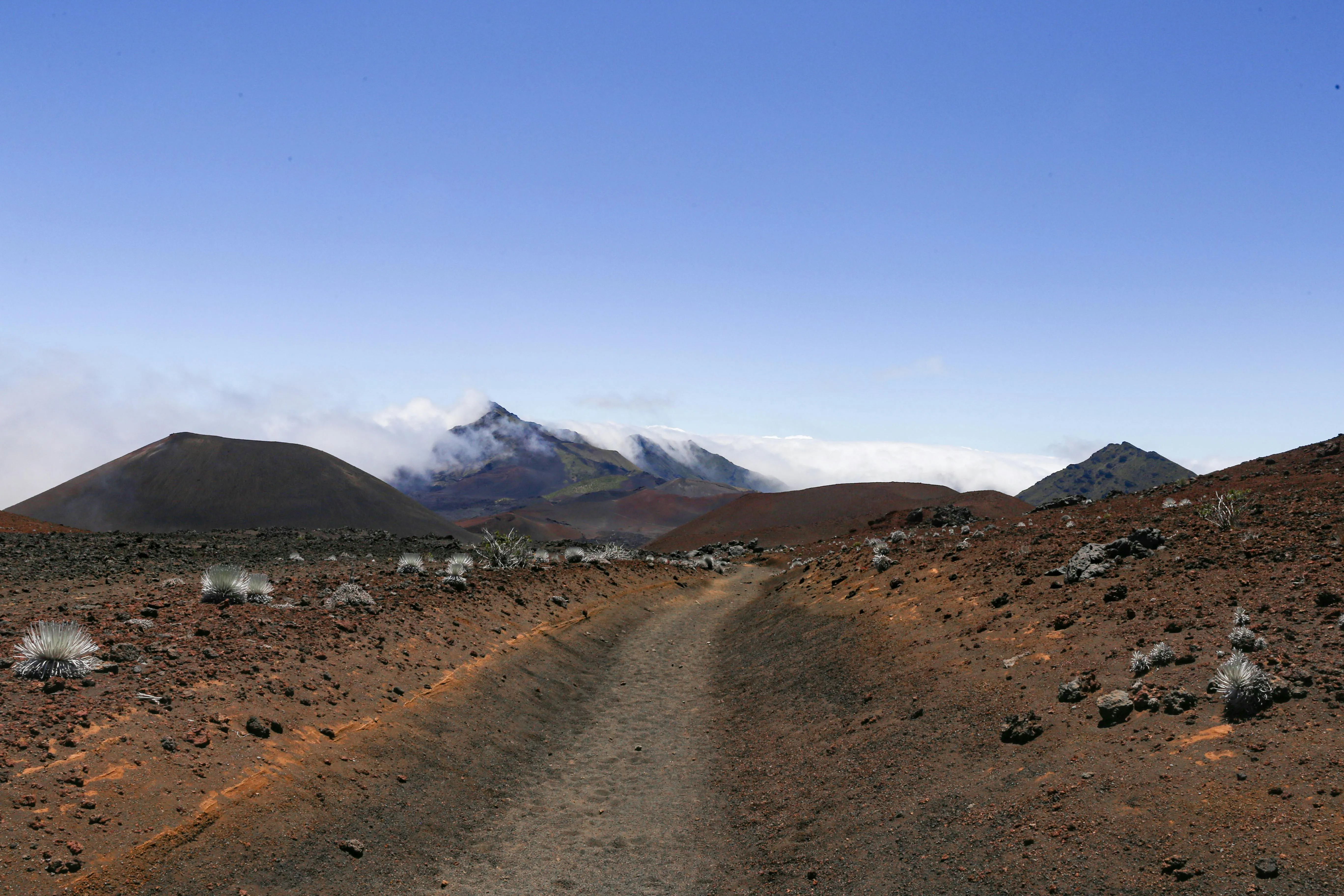 haleakala silversword