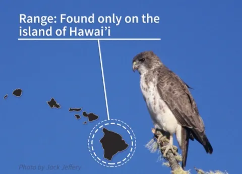 hawaiian hawk