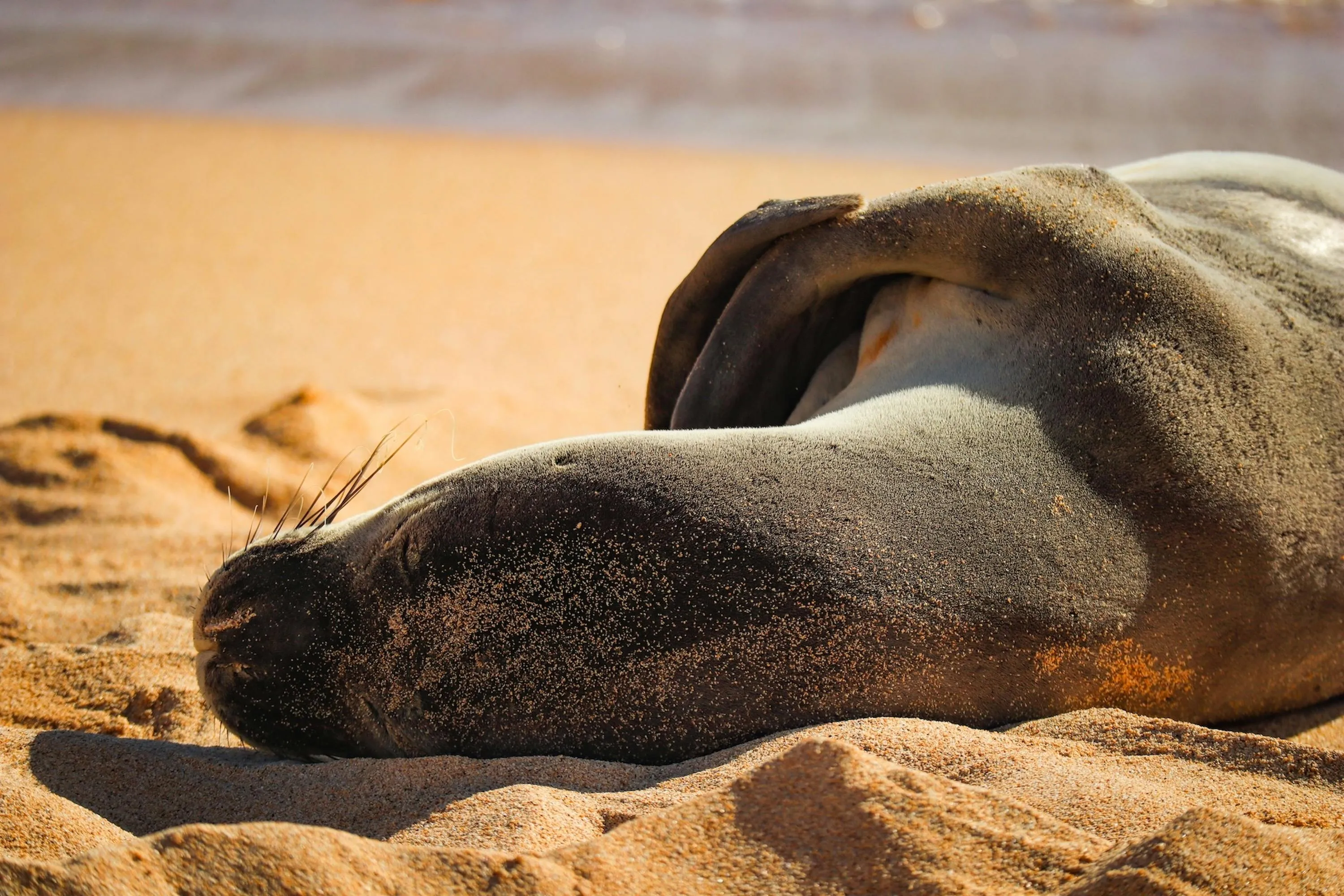 hawaiian monk seal