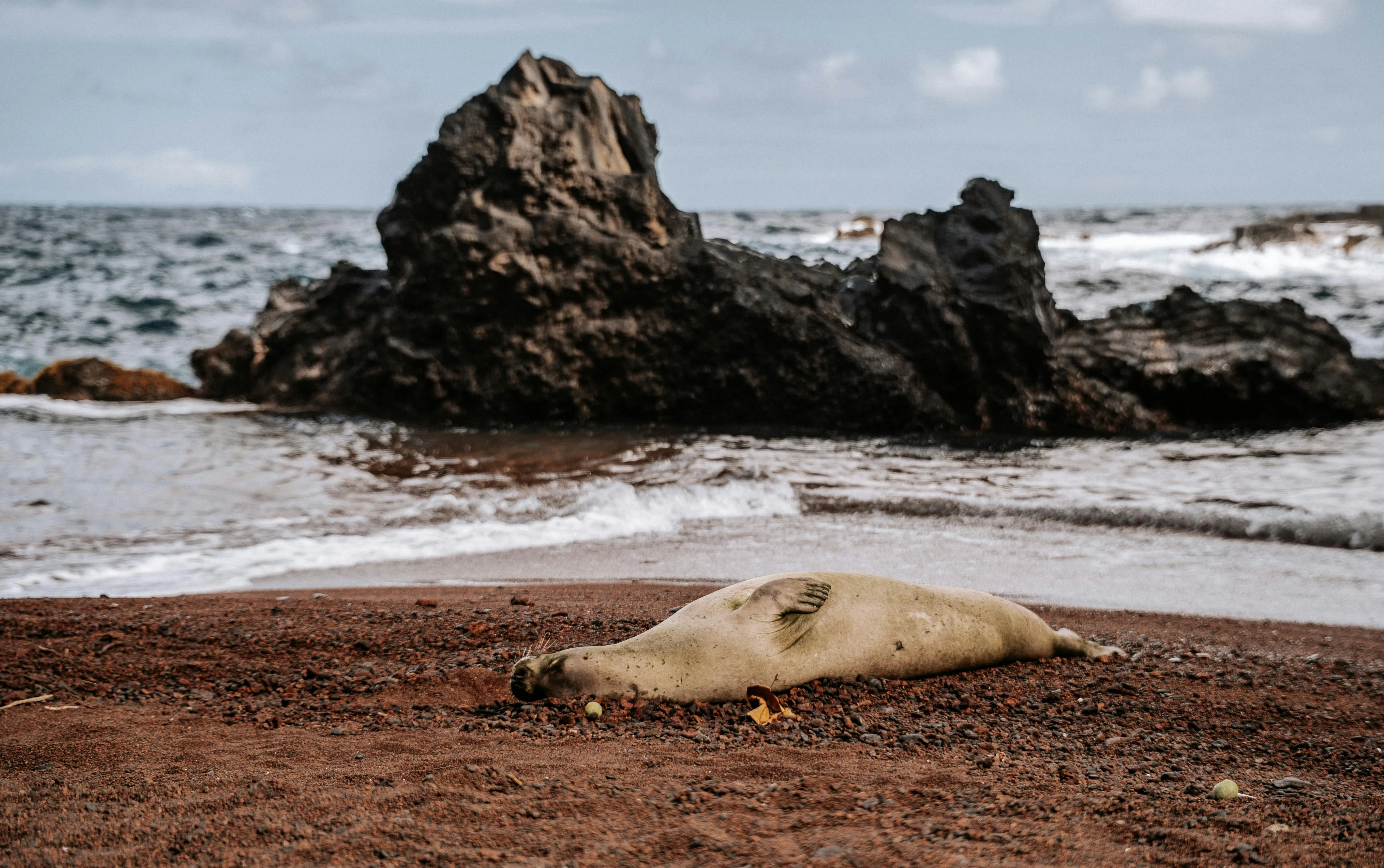 hawaiian monk seal