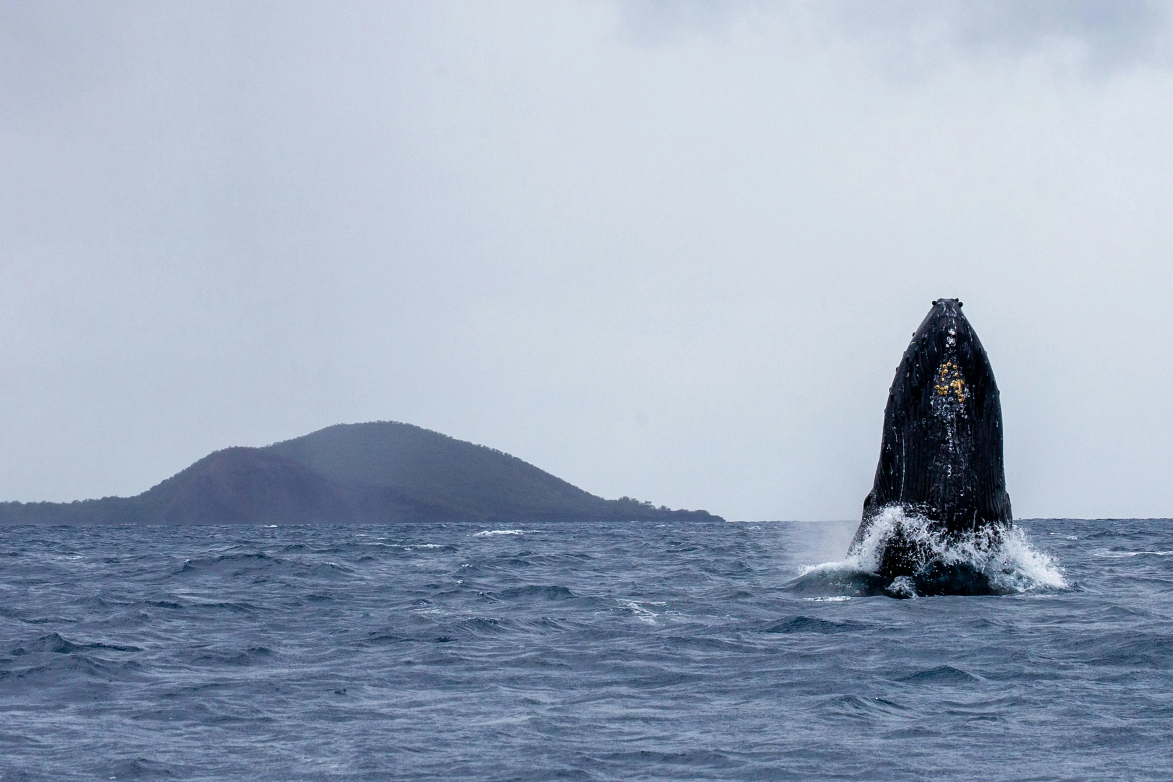whale watching - humpback breaching