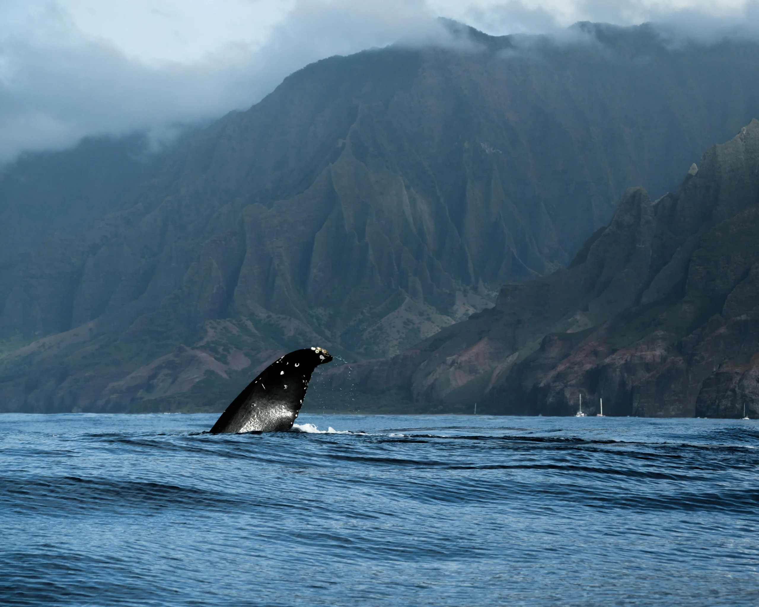 whale watching hawaii - Mathew DeVries
