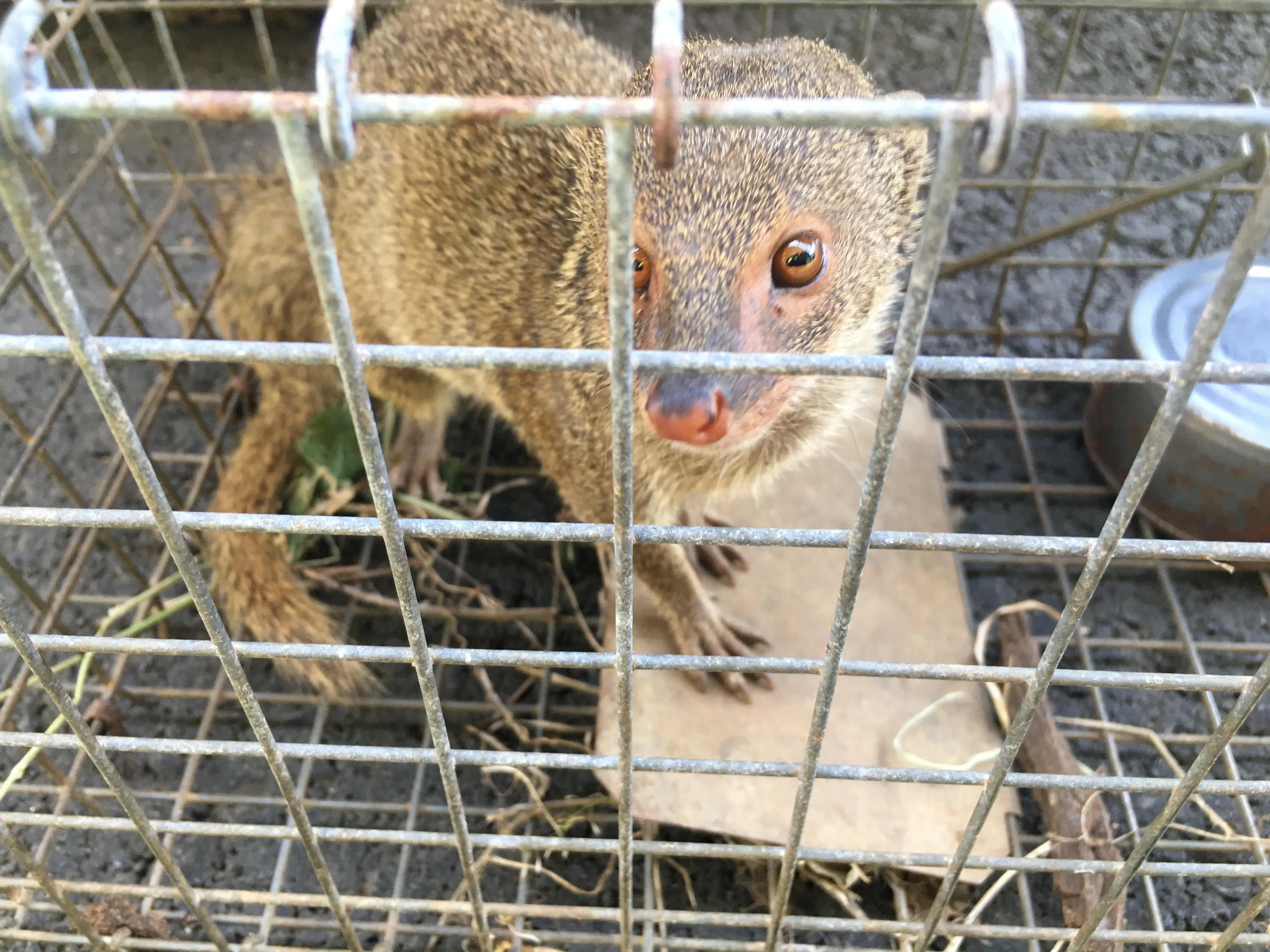 mongoose