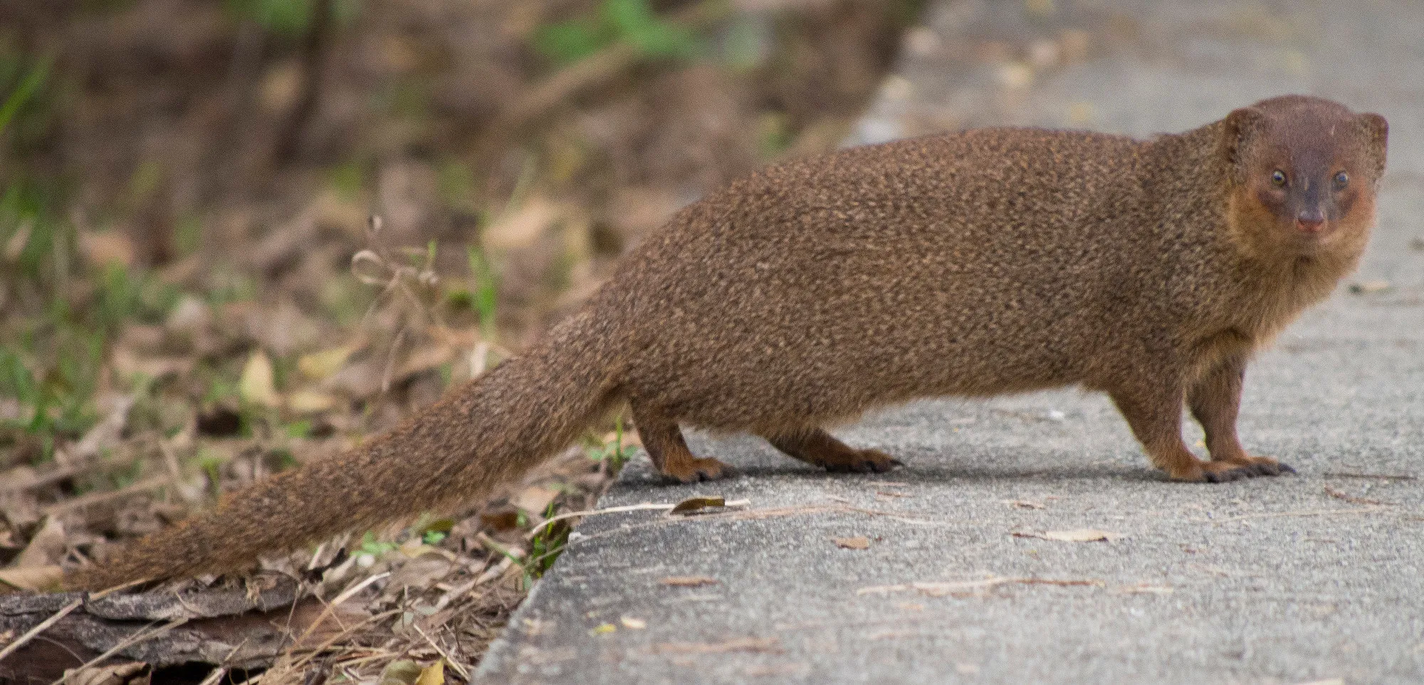 mongoose