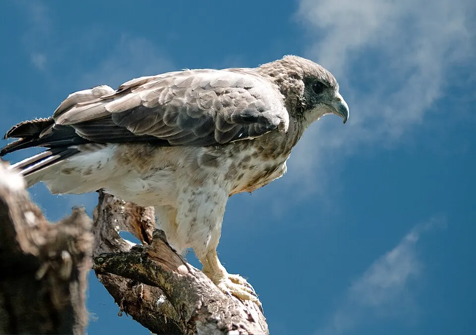 hawaiian hawk