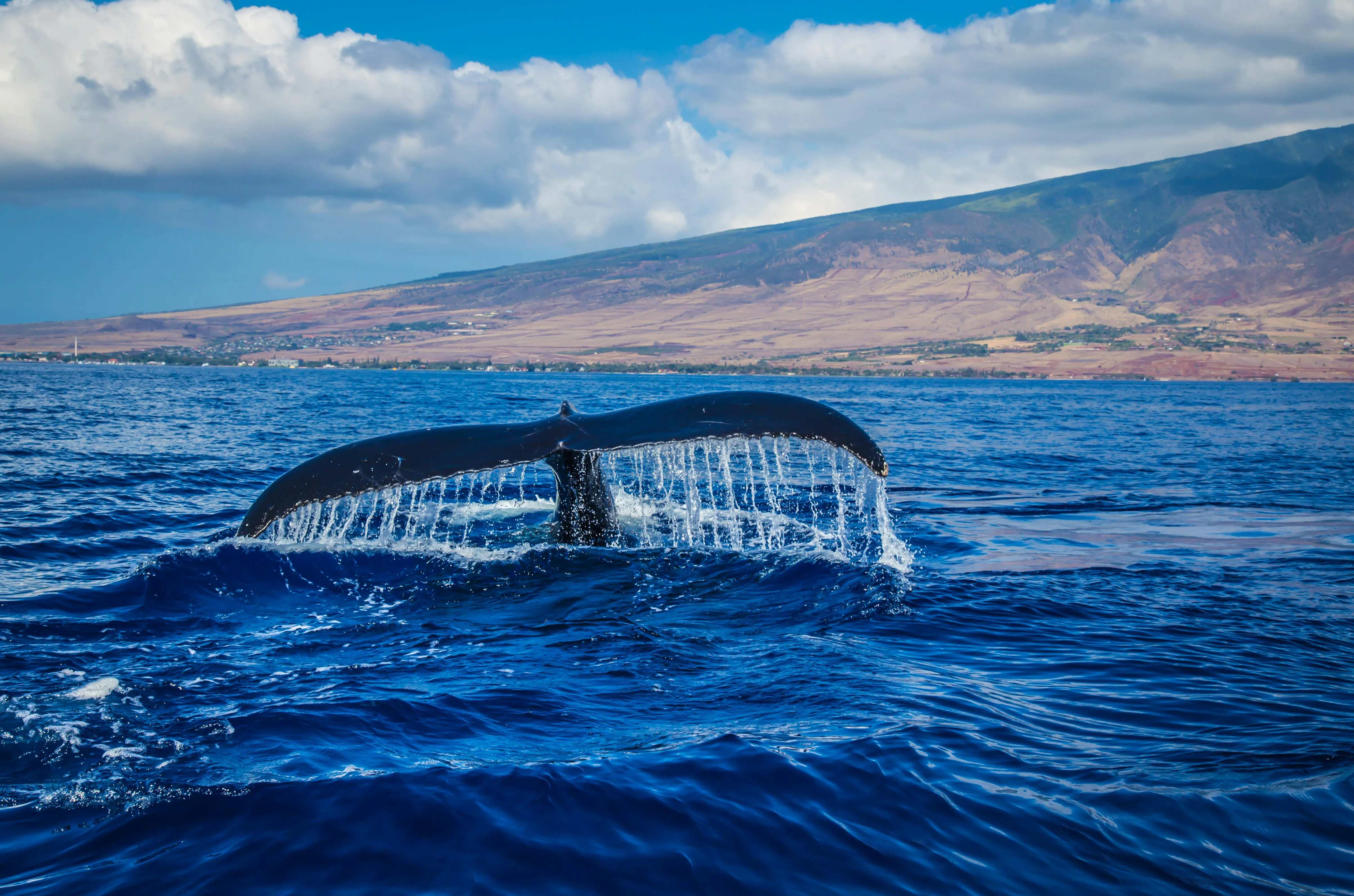 whale watching 

Majestic whale tail splashing in vibrant blue ocean near Hawaii's scenic shoreline. - Photo by Daniel Ross, via Pexels, modified