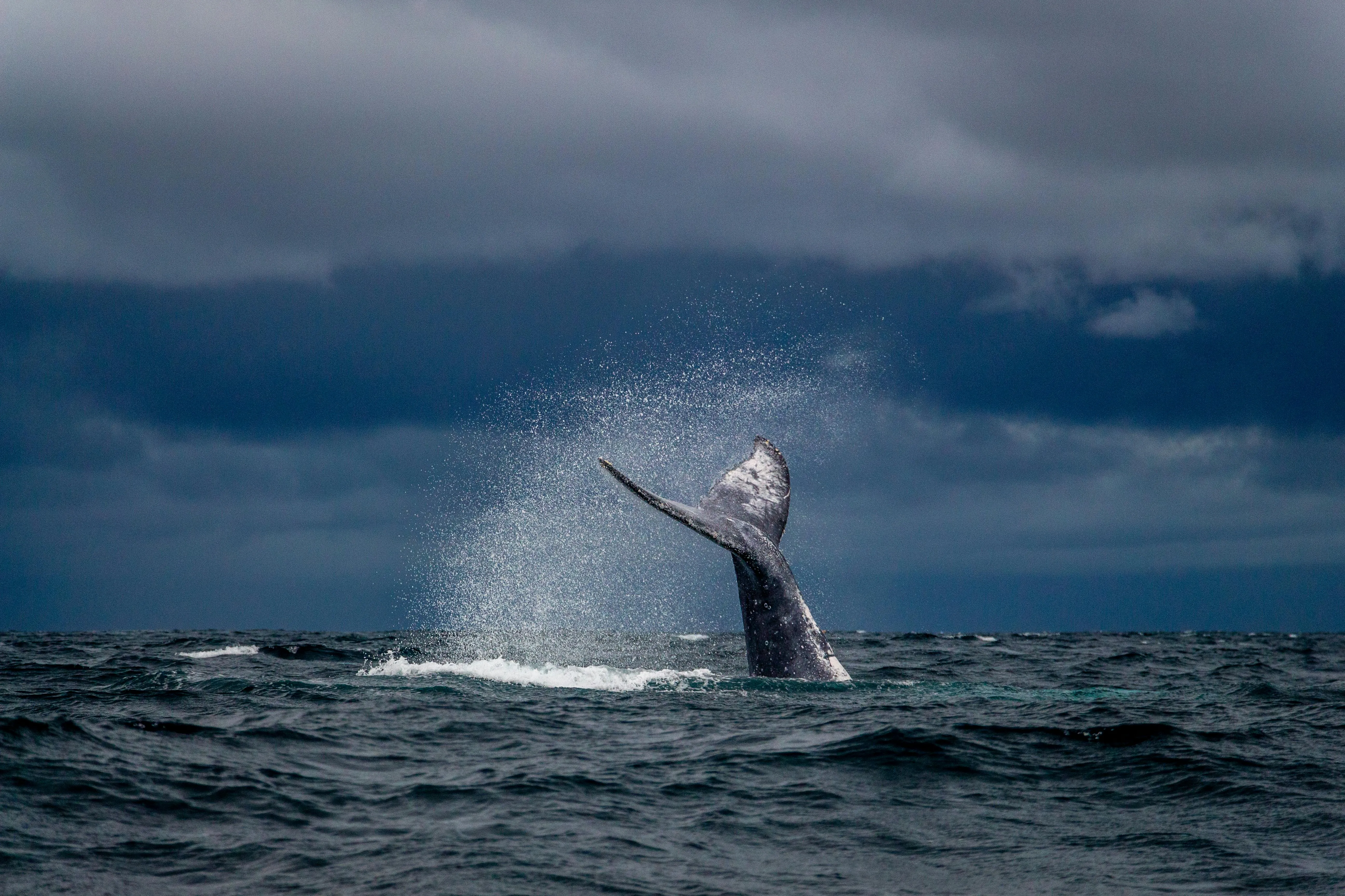 whale watching