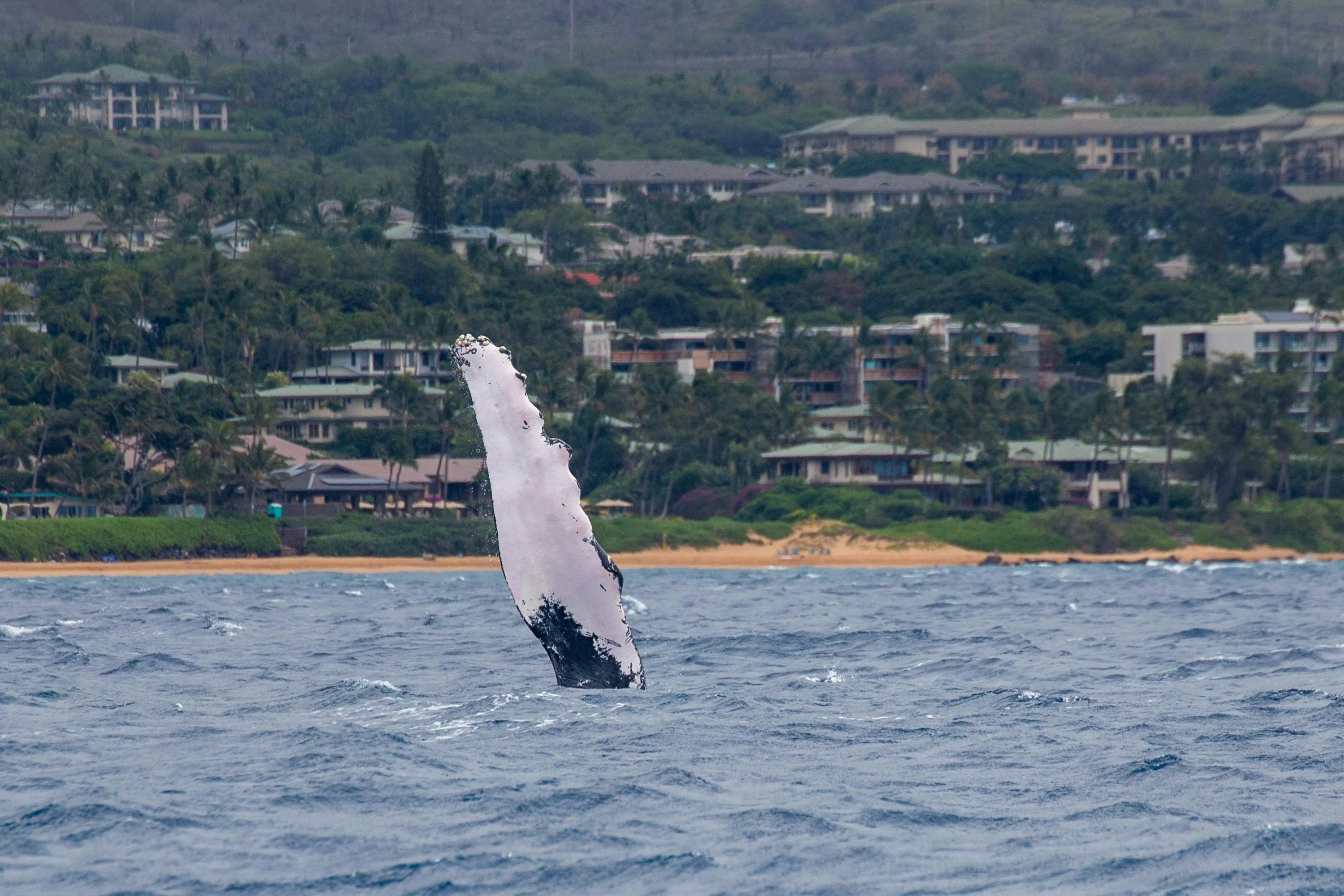 whale watching

A humpback whale fin breaks the ocean surface near a coastal town. - Photo by Leif Blessing, via Pexels, modified