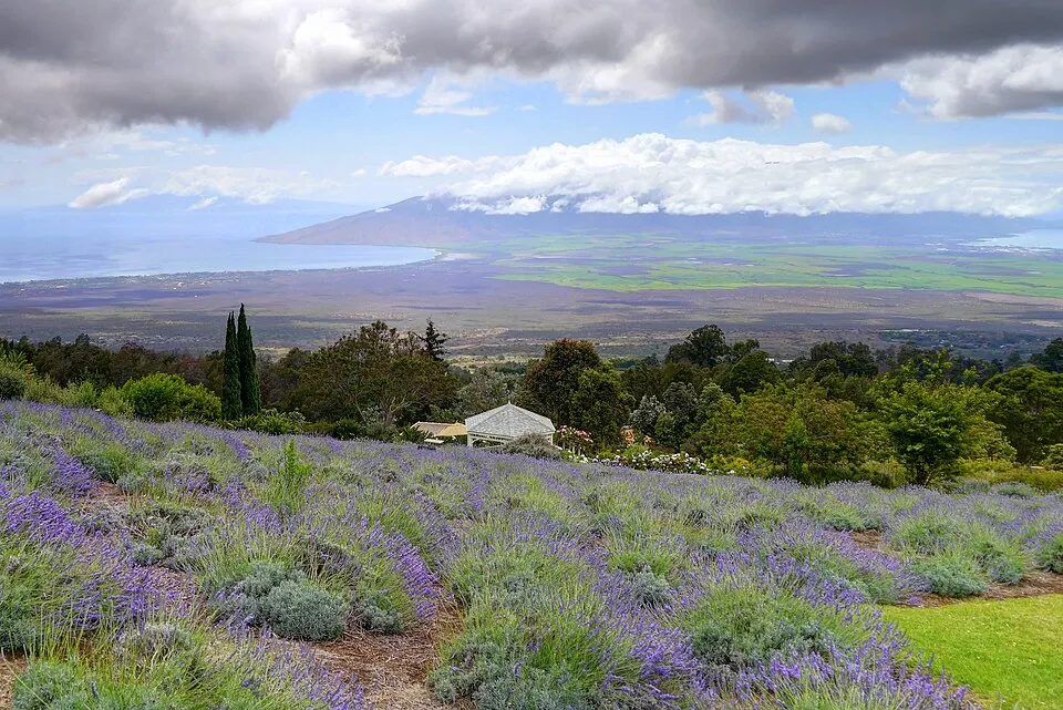 upcountry maui