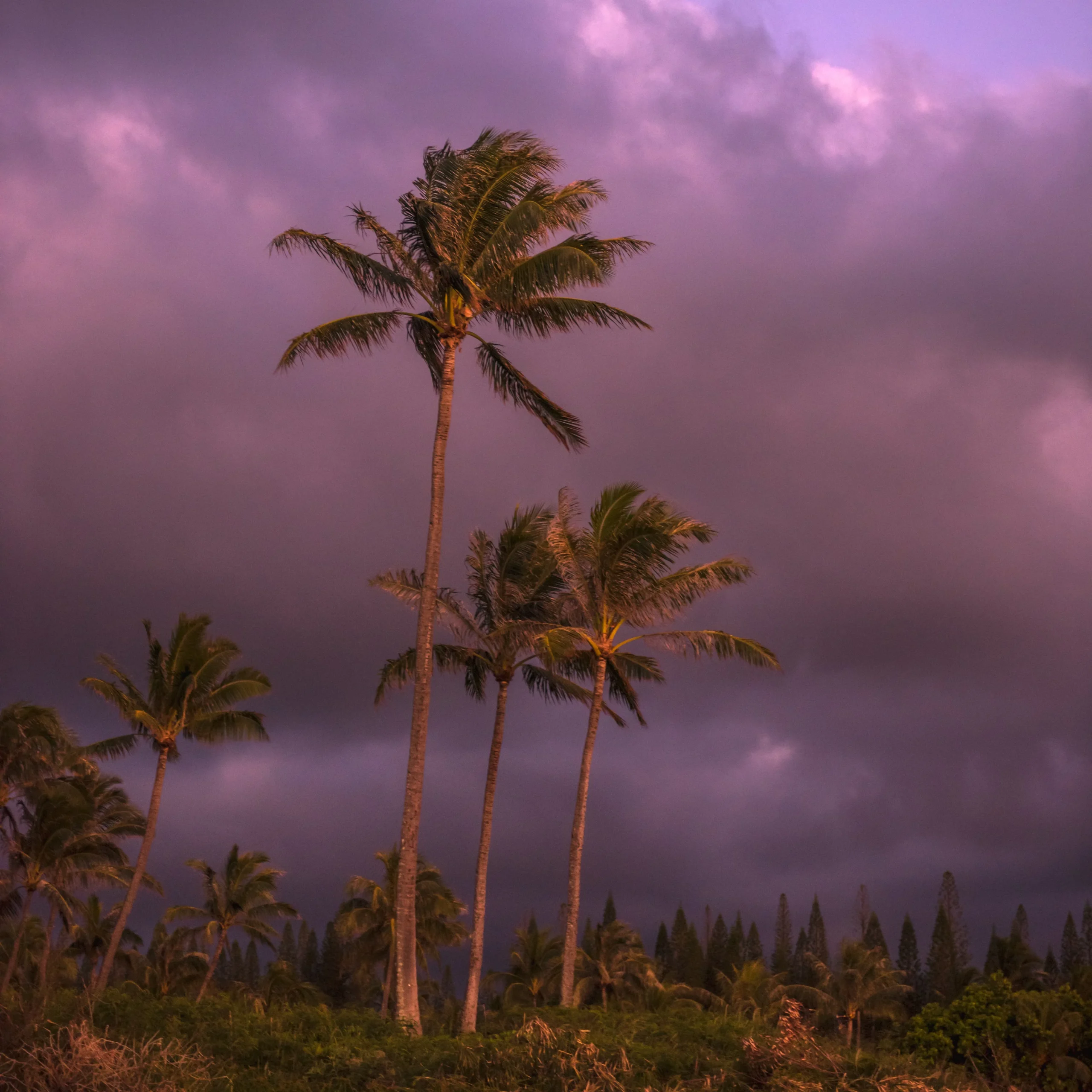 "Dramatic storm clouds over palm trees in Hawaii, capturing the essence of a tropical landscape." by Jim Clark, via Pexels