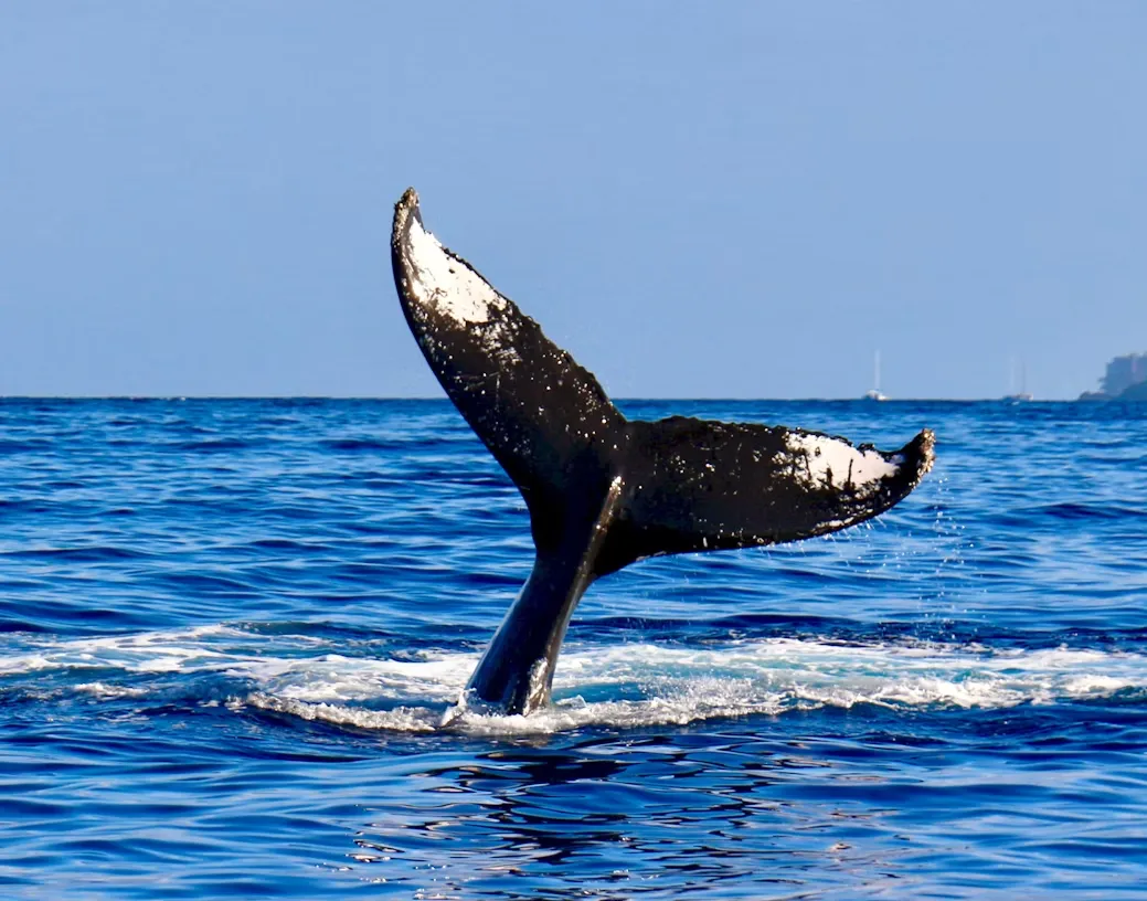 whale