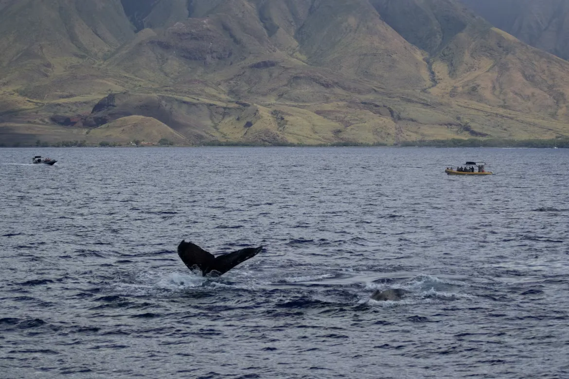 whale