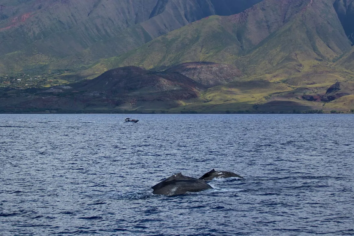 whale